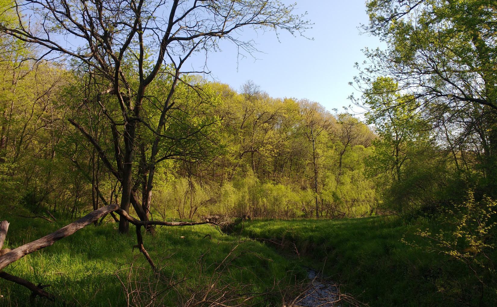 A spring view near my home